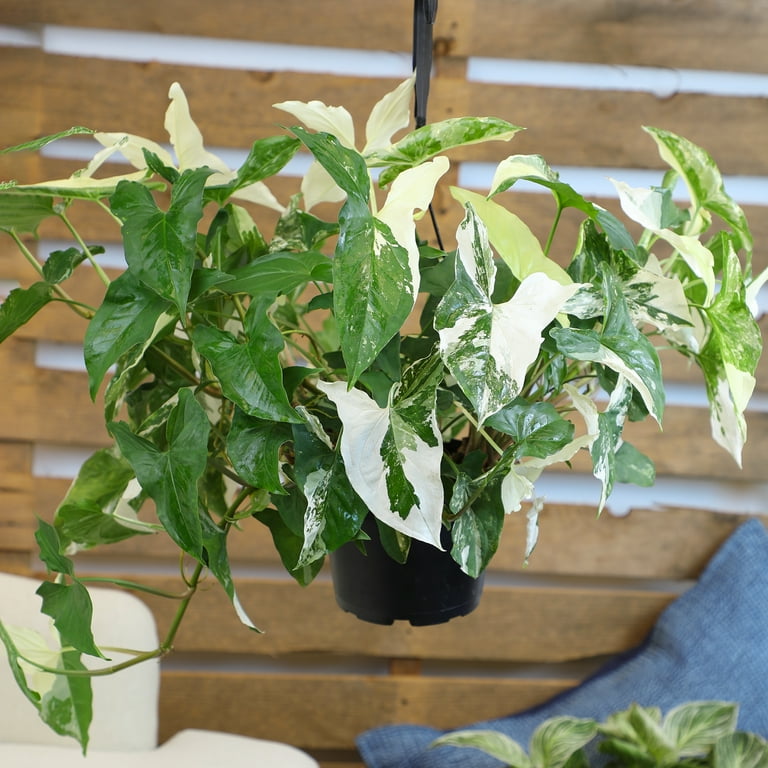 rhododendron rasputin Rhododendron Hybr.'Rasputin' III (Rhododendron-Hybride 'Rasputin') hier  gnstig kaufen  Mitteldeutsche-Baumschulen