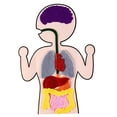 thumbnail image 1 of Órganos De Anatomía Ayudas Para La Enseñanza Órganos Del Cuerpo Humano Juguete Educativo Temprano Para Niños Guardurnaity FN006142-00, 1 of 6