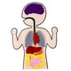 thumbnail image 1 of Órganos De Anatomía Ayudas Para La Enseñanza Órganos Del Cuerpo Humano Juguete Educativo Temprano Para Niños Inevent FN006142-00, 1 of 6