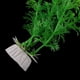 thumbnail image 3 of Planta artificial de plástico para acuario Verde, 3 of 3