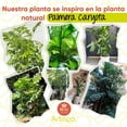 thumbnail image 4 of Planta artificial moderna con maceta decorativa Real Style Palmera caryota  de 130cm de alto Artego para hogar sala comercio oficina, 4 of 9