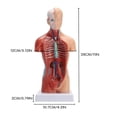thumbnail image 2 of HLONK 11” Desktop Human Torso Anatomy Model including 15-Part Removable Education Organs for Teaching, 2 of 7