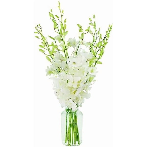 KaBloom 10 White Dendrobium Orchids, Next-Day Delivery