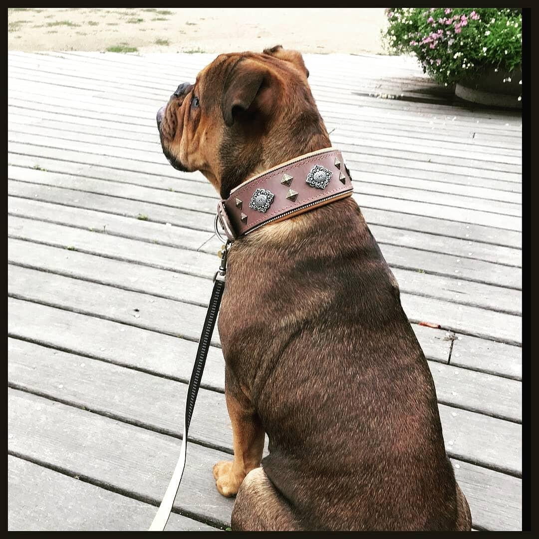 The Bestia "Aztec" Gray Leather Dog Collar for Large Dog Breeds