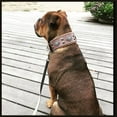 thumbnail image 5 of The Bestia "Aztec" Gray Leather Dog Collar for Large Dog Breeds, 5 of 7