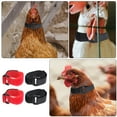 thumbnail image 2 of Miangastore 4pcs Rooster Neck Belts Rooster Anti-crowing Collars Poultry Collars for Farm, 2 of 8