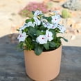 thumbnail image 4 of (2 pack) Expert Gardener 4PK White Red Vinca Live Plant, 4 of 7