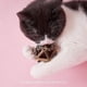 thumbnail image 3 of Juguete Interactivo para Gatos Catnip Brillar, 3 of 5
