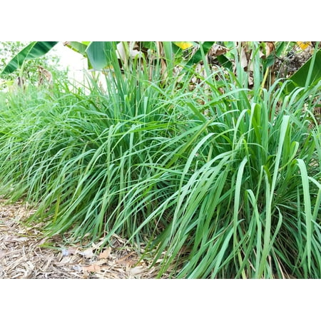 100 seeds Cymbopogon martinii - Palmarosa Grass- Perennial Fast Grower Luxuriant foliage Clumping form- Pools Garden