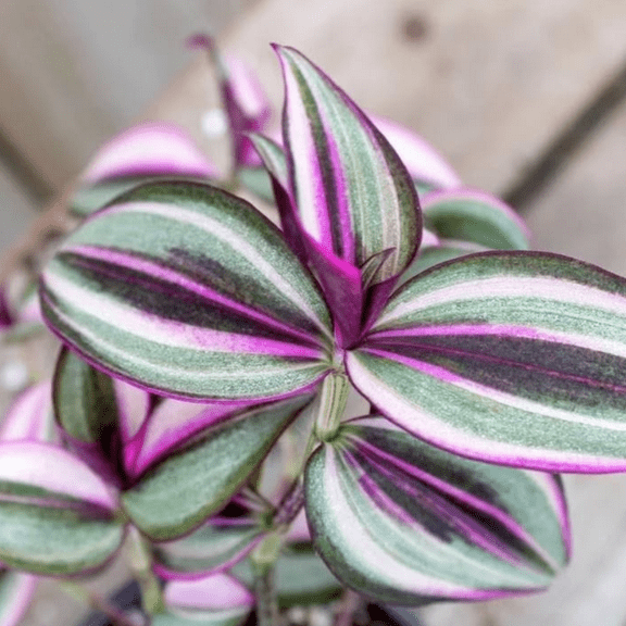 Wandering Jew, Tradescantia Zebrina, Inch Plant, Purple Live Plant, Rare Houseplant in 4'' Pot