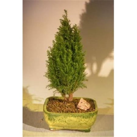 Bonsai Boy e2460 European Cypress Evergreen Bonsai Tree - Chamaecypari Iawsoniana Ellwoodii