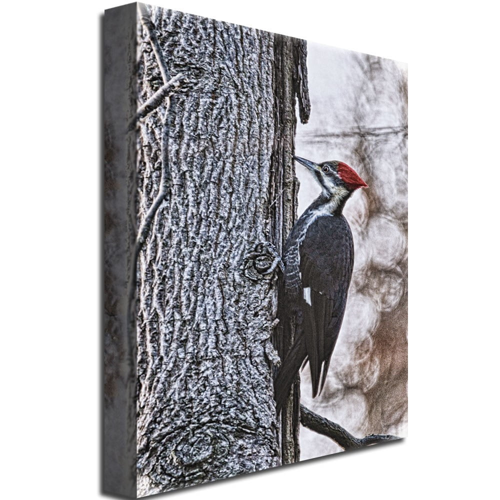 Trademark Fine Art "Woodpecker" Canvas Wall Art by Lois Bryan