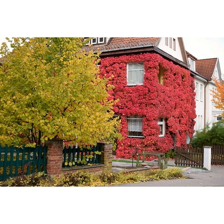 LAMINATED POSTER Red Leaves October Vine Autumn Poster Print 24 x