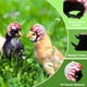 thumbnail image 3 of 2 piezas casco de pollo casco de seguridad para mascotas divertido loro casco pollo pájaro sombrero ropa para la cabeza, 3 of 5