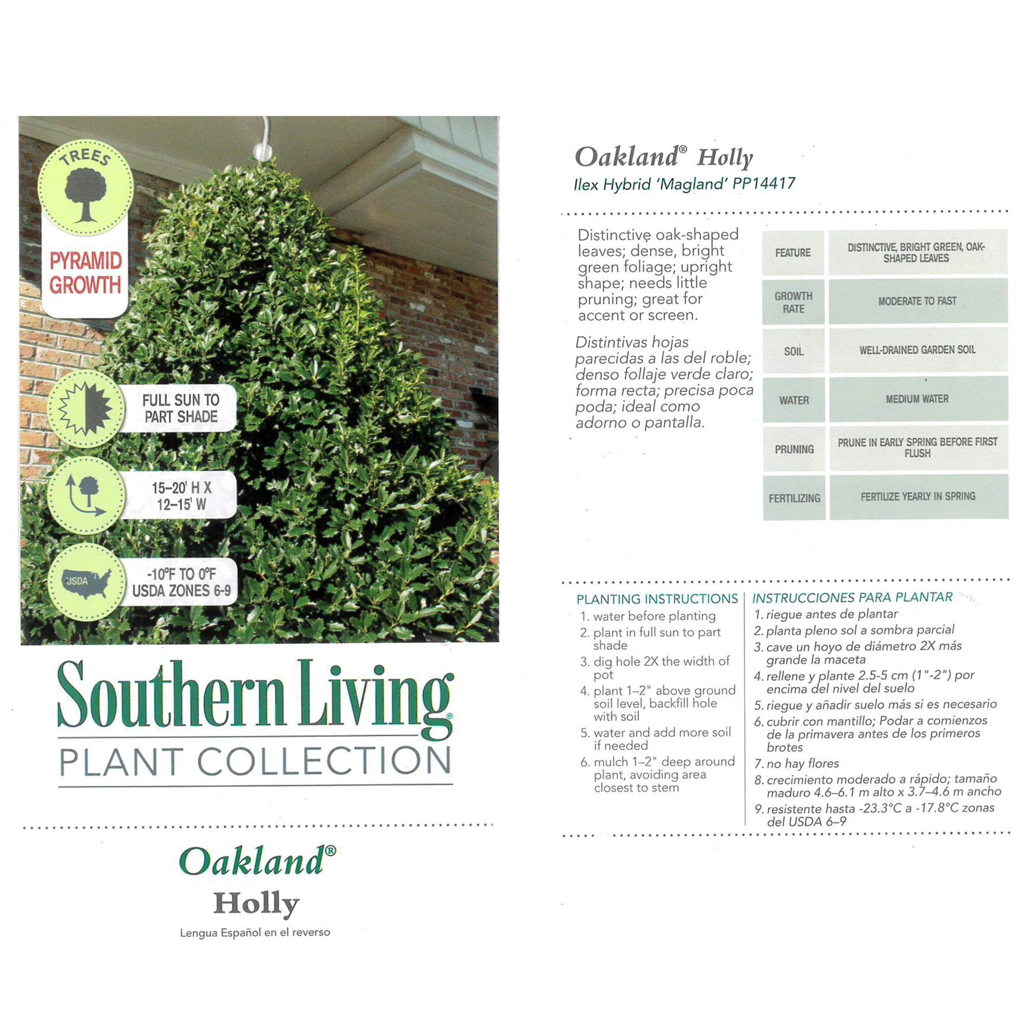 Expert Gardener Southern Living Plant Collection Oakland Holly Live Shrub (3 Gallon)