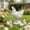 White, variant on Fasiaou Resin Easter Chicken Figurine, Realistic Garden Statue, Hand-Painted Outdoor Decor for Patio, Spring Home Decoration, Farmhouse Rooster Ornament
