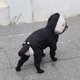 thumbnail image 3 of Mascota impermeable con capucha lluvia desgaste ligero transpirable ajustable mascota mackintosh traje (negro, s) brillar Electrónica, 3 of 3