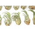 thumbnail image 3 of Large Air Plant Seleriana 6 to 8 inches Exotic-Available in Wholesale and Bulk-Live Succulent House Plants-Home and Garden Decor-Easy Care Indoor and Outdoor Plants(Pack of 1), 3 of 12