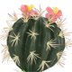 thumbnail image 2 of Reptiles Cactus Decoration Reptiles Cactus Plants Ornament for Aquarium Fish Tank Reptile Terrarium, 2 of 2