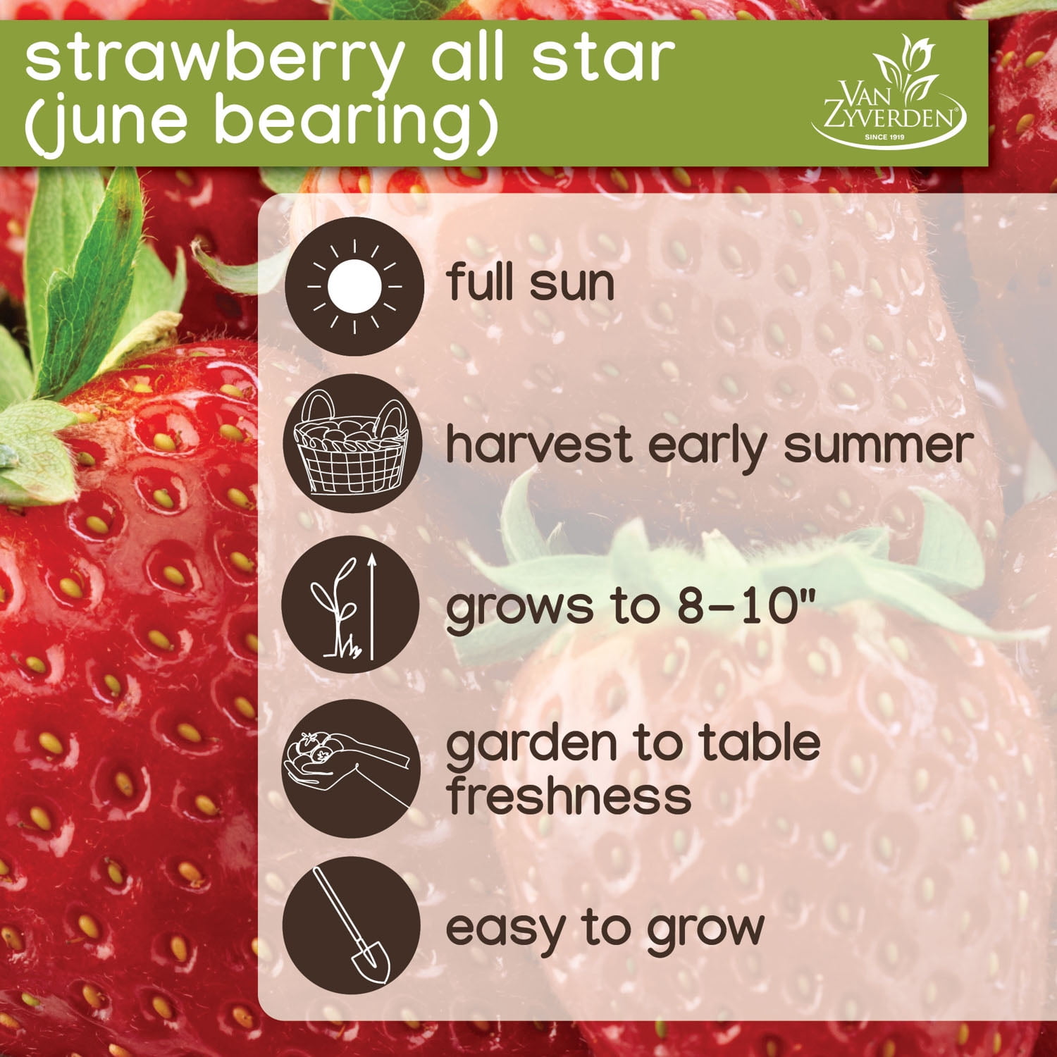 Expert Gardener Strawberry All Star Set of 10 Dormant Bare Roots - Full Sun, Red