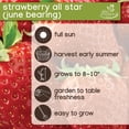 thumbnail image 6 of (2 pack) Expert Gardener Strawberry All Star Set of 10 Dormant Bare Roots - Full Sun, Red, 6 of 9