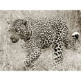 thumbnail image 3 of Anonymous 18x15 Black Modern Framed Museum Art Print Titled - Leopard hunting, 3 of 5