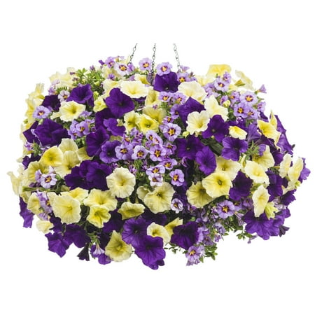 Proven Winner 2G Combo Afternoon Tea