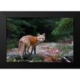 thumbnail image 2 of Cumming, Jim 14x11 Black Modern Framed Museum Art Print Titled - Red Fox in Algonquin Park, 2 of 5