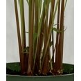 thumbnail image 3 of 3 Lemongrass, Live Plant, 4" Nursery Pots, Cymbopogon Citratus, West Indian Lemongrass, Fully Rooted for Kitchen Garden, 3 of 4