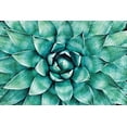 thumbnail image 2 of Alpenglow Workshop 24x17 Black Ornate Wood Framed with Double Matting Museum Art Print Titled - Heart of the Succulent, 2 of 4