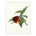 thumbnail image 3 of Artery8 John Wright Vintage Illustration of Pine Apple Nectarine Framed Wall Art Print Home Décor A3, 3 of 4