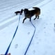 thumbnail image 5 of Correa larga para perros ZALER, de entrenamiento impermeable, 6 pies, 10 pies, 15 pies, 20 pies, 30 pies y 50 pies, 5 of 9
