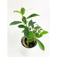 thumbnail image 7 of Ficus Microcarpa 'Moclame' Mini Bonsai Tree - Live Air-Purifying Indoor Plant in Nursery Pot – Easy Care, Low Maintenance Houseplant for Home & Office Decor, Natural Air Cleaner, Best for Beginners, 7 of 7