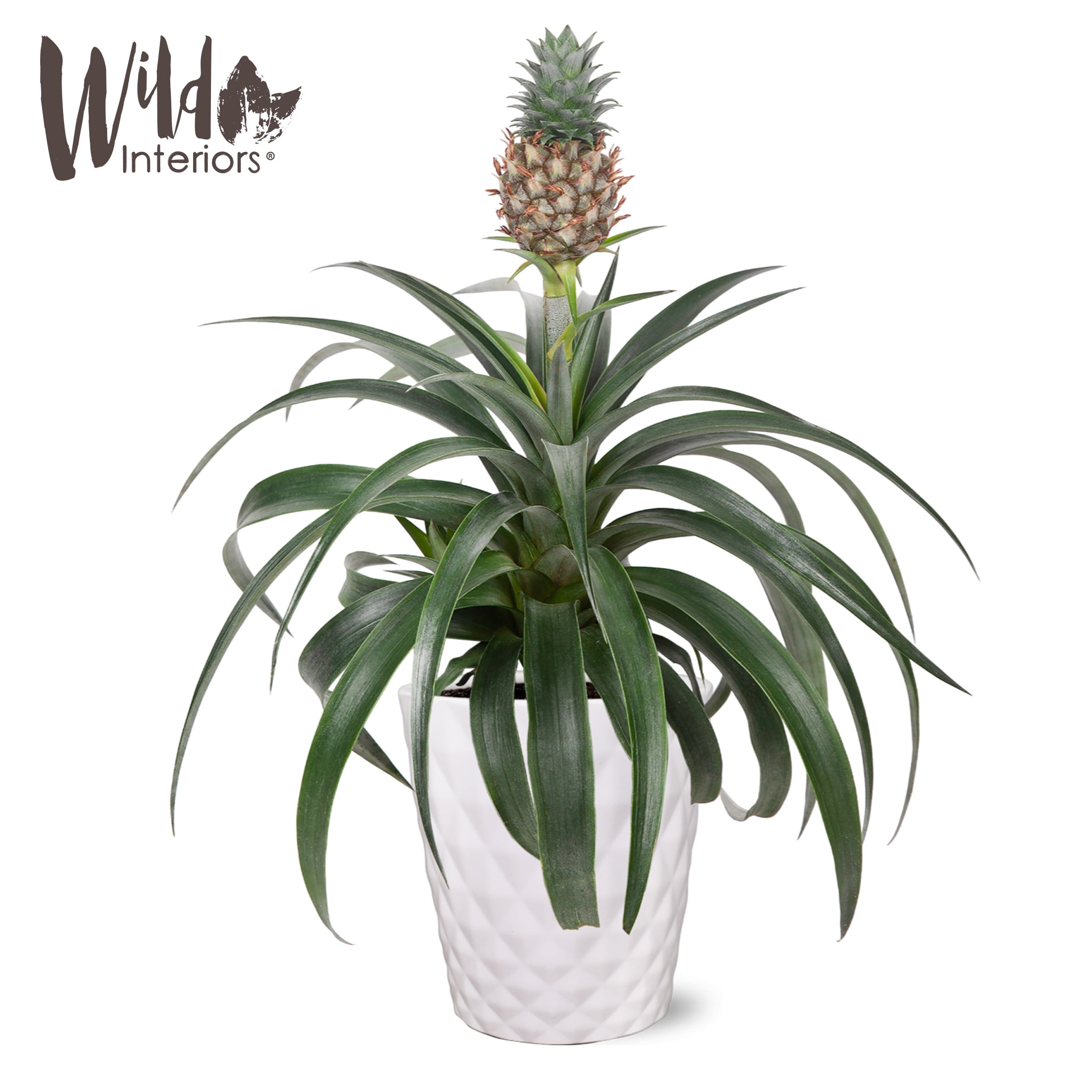 Wild Interiors 13" Tall Pineapple Bromeliad Plant in 5" White Ceramic