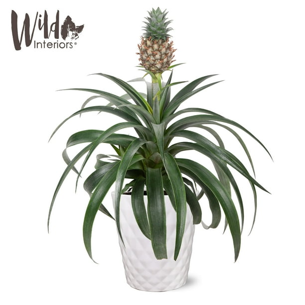 Wild Interiors 13" Tall Pineapple Bromeliad Plant in 5" White Ceramic