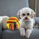 thumbnail image 3 of Perro olfateando entrenamiento juguete perro alimentación lenta comiendo bola fieltro de juguete de mascota interactivo, 3 of 5