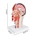 thumbnail image 4 of Modelo anatómico de cabeza media cabeza humana con cerebro extraíble, 4 of 8