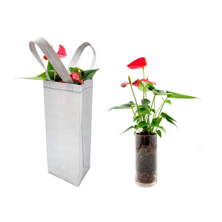 Valentine's Day Gift – Flowering Anthurium Plant in a Glass Vase