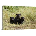 thumbnail image 1 of Great BIG Canvas | "Three Black bear cubs sit on the grass covered shore of a creek at Allison Point, Valdez" Canvas Wall Art - 48x32, 1 of 2