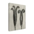 thumbnail image 2 of Trademark Fine Art 'UA CH Blossfeldt Botanical II' Canvas Art by Karl Blossfeldt, 2 of 4