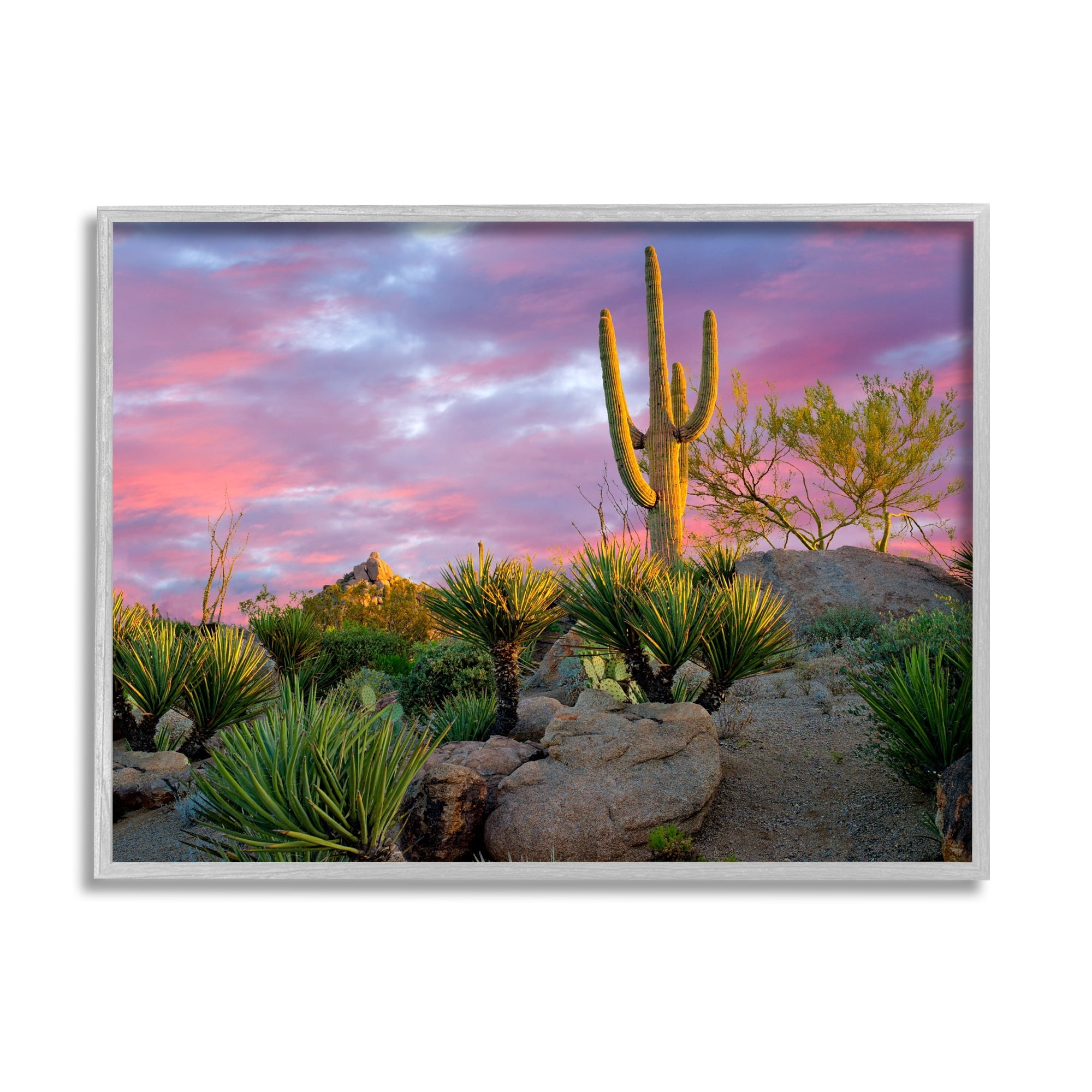 Stupell Industries Pink Sunrise Arid Cactus Plants Landscape Photography Gray Framed Art Print Wall Art