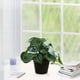 thumbnail image 2 of Planta artificial de Peperomia argyreia grandis en maceta | Hojas de plástico verde realistas | Pequeña decoración de suculentas de imitación para el hogar, la sala de estar, la oficina, el estante, 2 of 5