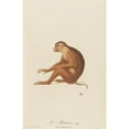thumbnail image 2 of Jean-Baptiste Audebert 13x18 Gold Ornate Wood Frame and Double Matted Museum Art Print Titled - Le Maimon (1797), 2 of 4