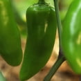 thumbnail image 3 of Jalapeno Gigante II Pepper Plant | Garden Vegetable Start | 6in. Grow Pot; Full Sun | Altman Plants, 3 of 5