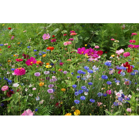 4th of July Wildflower Seed Mixture, 0.5 Pound/20,000 Sq