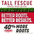 thumbnail image 3 of Pennington Rebels Tall Fescue Grass Seeds for Lawn, for Sun to Partial Shade, 7 lb, 3 of 16
