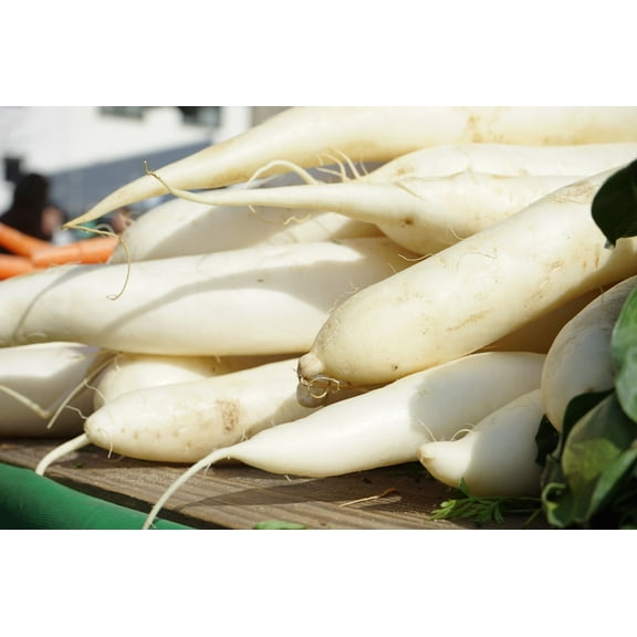 Vegetable SEEDS -White Icicle Radish 100 seeds -Garden Vegetable - OP- - Sweet Gourmet Crunch- Salads and Sandwiches