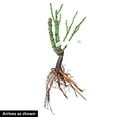 thumbnail image 2 of Enchanted Peace™ Hybrid Tea Rose Bush - Bare Root - Rock Star Roses, 2 of 4