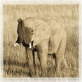 thumbnail image 4 of 4 Baby African Safari Animals Prints Elephant Cheetah Lion Zebra Photographs Sepia Art Posters 12x12, 4 of 6