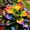 D, variant on Variegated Butterfly Hostas Flowers Mix-Iridescence-Beautiful-Rainbow Hostas Garden-(Non-Artificial)